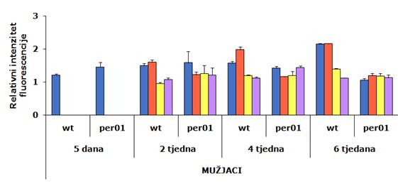 4.2.3 AGE biomarker a) Kvercetin b) Tirosol Slika 18. Kvercetin i tirosol značajno smanjuju nakupljanje AGE produkata kod wt i per 01 muţjaka.