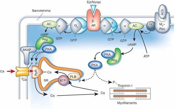 I UVOD Slika 4. β-adrenergična aktivacija i fosforilacija proteina odgovornih za indukciju kontrakcija.