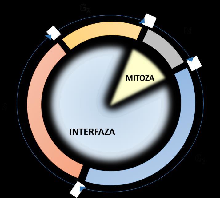 Uvod Slika 4. Prikaz faza staničnog ciklusa 1.3.2. Kontrolne točke staničnog ciklusa Vrijeme i redoslijed događaja koji se odvijaju tijekom staničnog ciklusa regulirani su kontrolnim točkama.