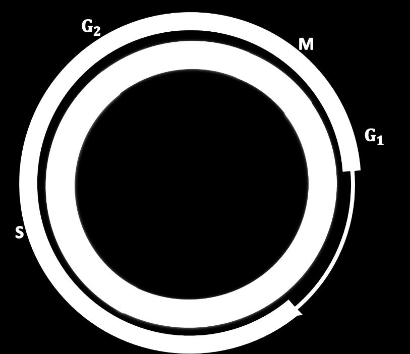 Uvod Slika 5. Kontrolne točke ciklusa. Glavni dijelovi ciklusa replikacija DNA, mitoza i citokineza pod nadzorom su kontrolnih mehanizama 1.3.