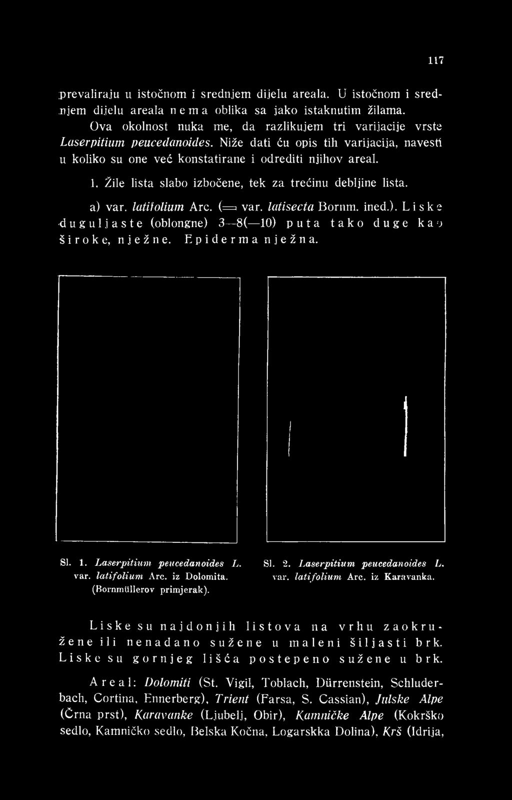 Niže dati ću opis tih varijacija, navesti u koliko su one već konstatirane i odrediti njihov areal. 1. Žile lista slabo izbočene, tek za trećinu debljine lista. a) var.