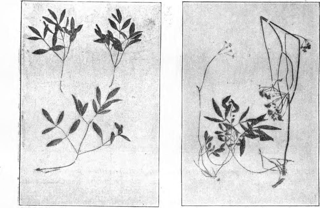 iz Dolomita. (Bommtillerov primjerak). SI. 2. Laserpitium peucedanoides L. var. latifolium Are. iz Karavanka.
