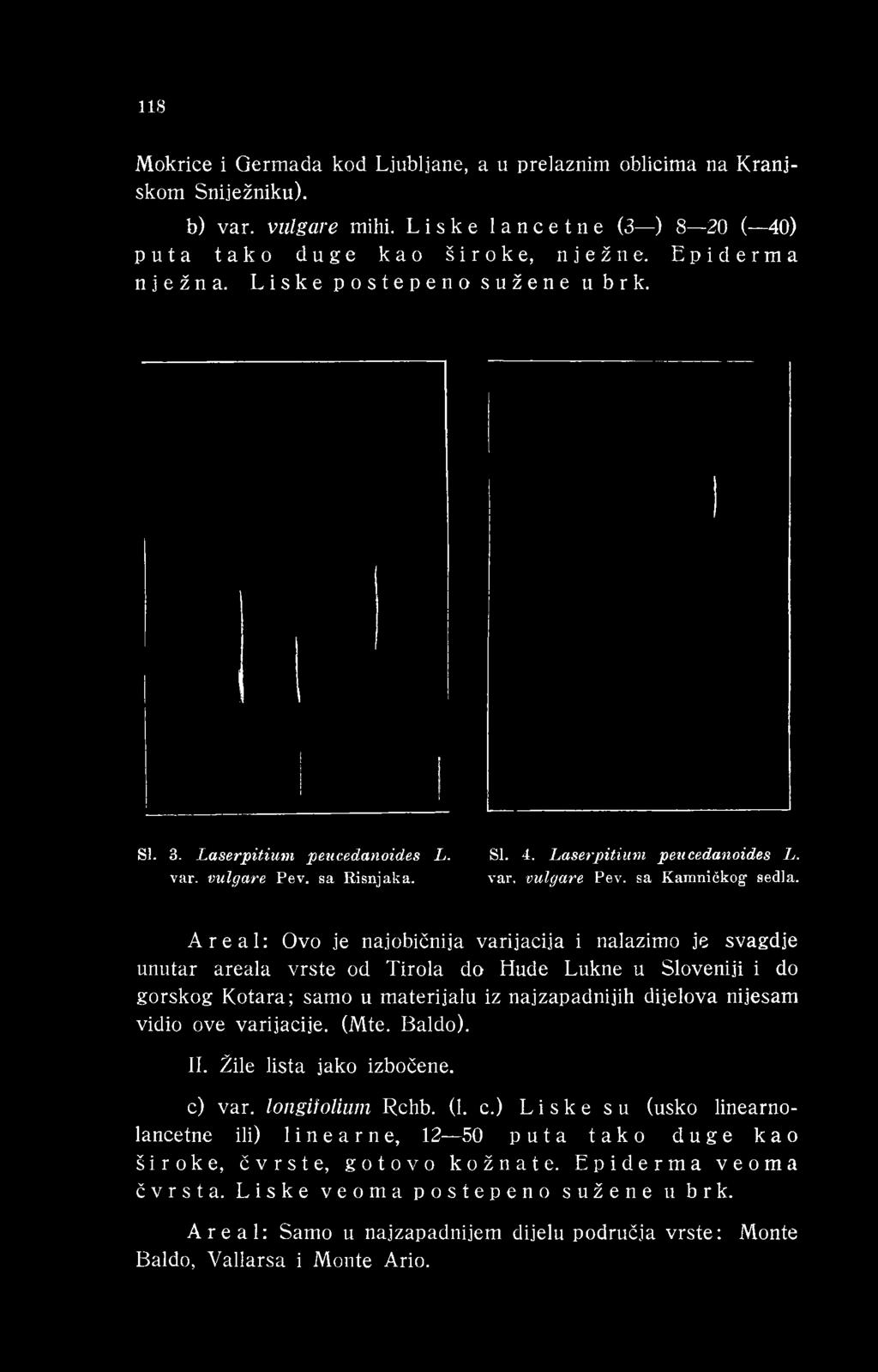 SI. 3. Laserpitium peucedanoides L. var. vulgare Pev. sa Risnjaka. SI. 4. Laserpitium peucedanoides L. var. vulgare Pev. sa Kamničkog* sedla.