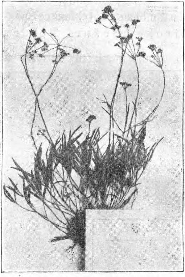 var. longifoliutn Rchb. (1. c.