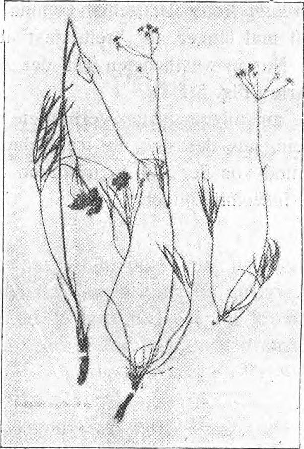 Dieser Umstand und die grosse habituelle Verschiedenheit hat mich bewogen die einzelnen Formen zu unterscheiden. 1. Blättchenadern schwach hervortretend: a) var. latifolium Are.