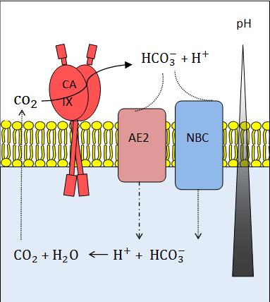 1. Uvod bicarbonate cotransporter) i anionskih izmjenjivača 2 (AE2, eng. anion exchanger 2) transportera.