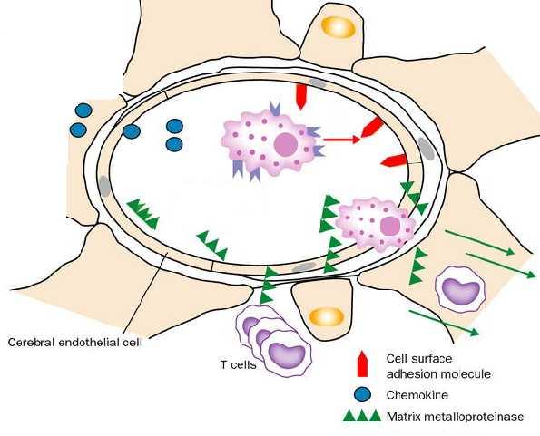 leukocita u CNS se događa i za slučaj infekcije mozga nekim virusom, a čak i za popravak oštećenja u CNS-u što objašnjava navedenu sposobnu lokalnih stanica mozga da odgovore na citokinsku
