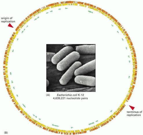 Genom prokariota i veličina Haemophilus influenzae 1.8Mb Escherichia coli 4.