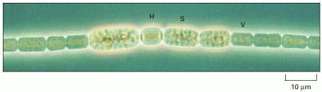Bakterije žive solitarno ALI i u koloniji Figure 1-19 fototrofna bakterija Anabaena cylindrica viđena pod svjetlosnim mikroskopom Stanice ove vrste čine duge, višestanične