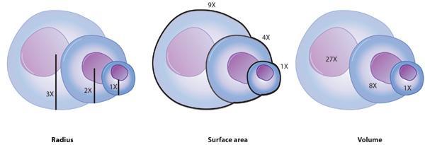 Zašto su prokarioti ostali mali? Odnos radijusa stanice, površine i volumena.