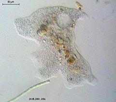 Eukariotska stanica - jednostanični organizmi Amoeba pirenoid