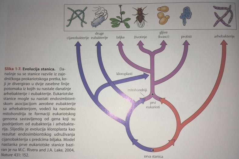 Razvoj višestaničnih organizama Tijekom povijesti, višestaničnost se pokušala nezavisno razviti