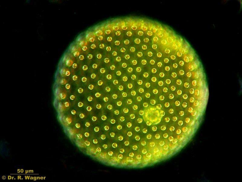 Prijelazni oblici od jednostaničnih ka višestaničnim eukariotima Zelena alga Volvox pojedine st.