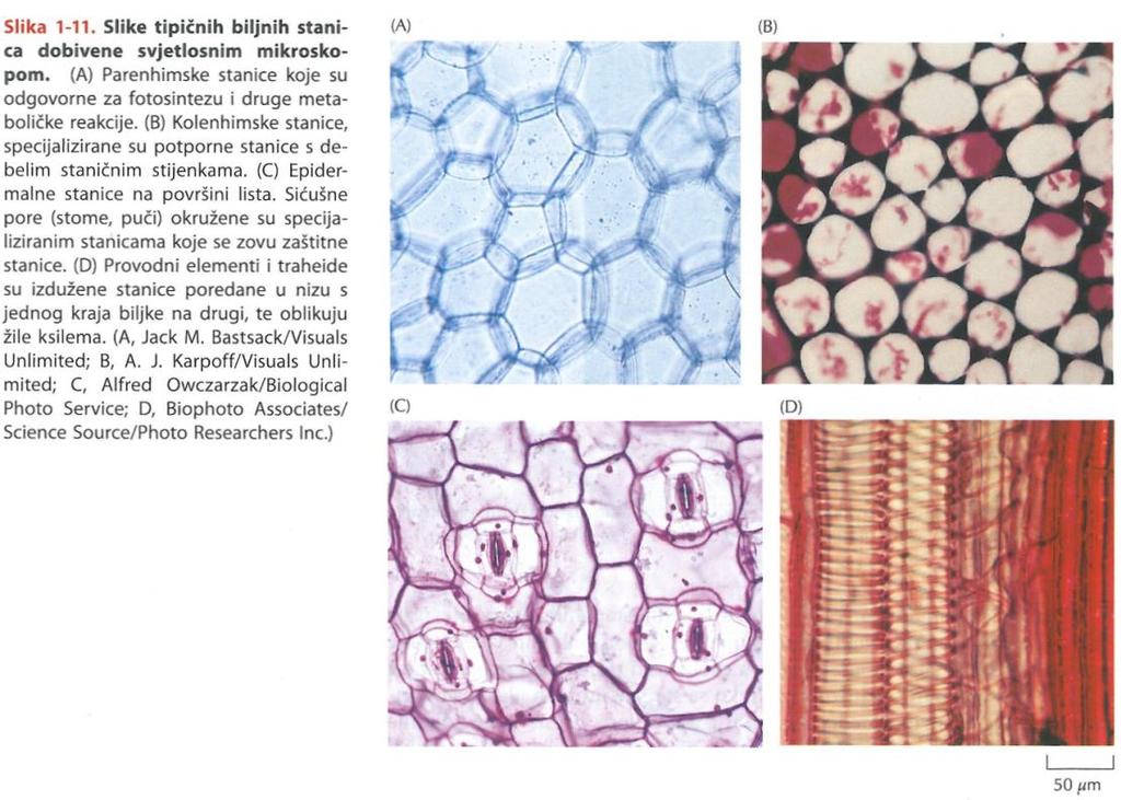 Biljke - Manji broj tipova stanica - Visoko specijalizirane stanice - Osnovno tkivo, epidermalno tkivo i provodno tkivo - Osnovno tkivo - parenhimske stanice najviše funkcija fotosinteza - kolenhim i