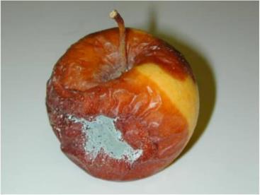 Teorijski deo se masa spora patogena sivo-plave boje. Najčešće se javlja kod prezrelih plodova ili plodova izloženih stresu (prekomerno navodnjavanje).