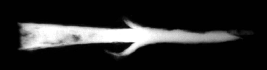 DIADORA 28/2014 53-82 74 Slika 31. Fotografija rendgenske snimke sulice Figure 31. Photograph of an x-ray recording of a javelin foto / photo: S. Gluščević u Sloveniji 78 i u Hrvatskoj.