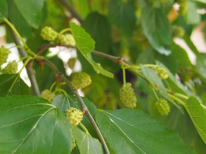 Na istraživanom području postoje i neke "nove mode" korištenja biljaka za jelo, to su Allium ursinum L.