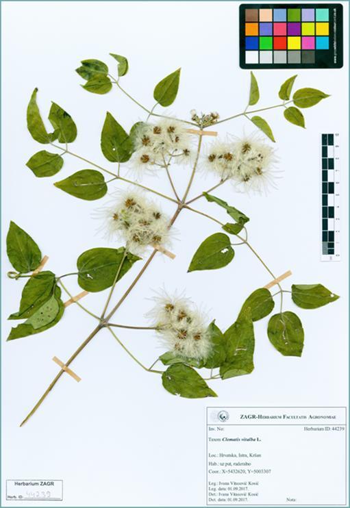Slika 3. Digitalizirani herbarijski primjerak Clematis vitalba L. (trtorina) dostupan je on-line u ZAGR Virtualni herbarij (http://herbarium.agr.hr/) Figure 3.