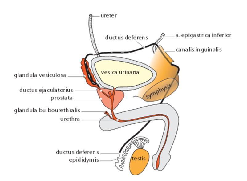 Slika 2.1.1. Smještaj prostate u maloj zdjelici i odnos prema drugim dijelovima muškoga urogenitalnog sustava.