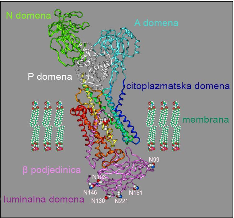 4.1. INHIBITORI PROTONSKE PUMPE Inhibitori protonske pumpe (IPP) su lijekovi koji pripadaju skupini lijekova koji smanjuju lučenje želučane kiseline.