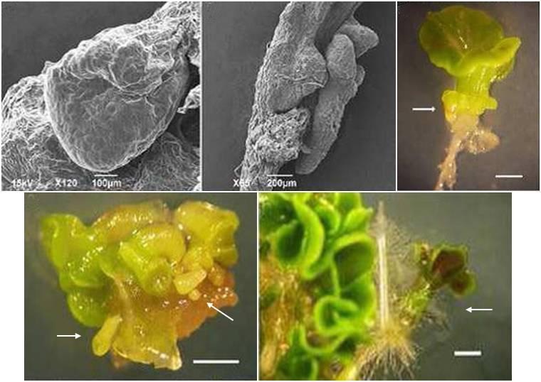 a b c d e Slika 4.9. Sekundarna somatska embriogeneza kod karfiola i kupusa.