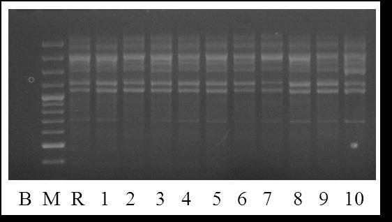 Slika 4.13. RAPD-PCR profil biljaka karfiola dobijen korišćenjem B03 prajmera.