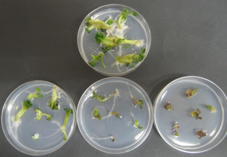 tumefaciens EHA101(pSHX004) Segmenti hipokotila, izolovani sa klijanaca karfiola starih 8 dana, kao i somatski embrioni u kotiledonarnom stadijumu razvoja, dobijeni u toku procesa repetitivna
