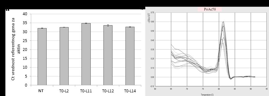 Odsustvo statistiĉki znaĉajne razlike izmeċu Ct vrednosti kod bilo koja dva uzorka cdnk prema Fišerovom LSD testu (P 0,05) ukazuje na ujednaĉeno prisustvo transkripta aktinskog gena u svim uzorcima.