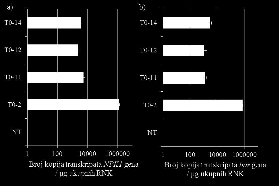 Najveći broj kopija NPK1 i bar transkripata detektovan je kod izdanaka linije T 0 - L2, a najmanji kod linije T 0 -L12.