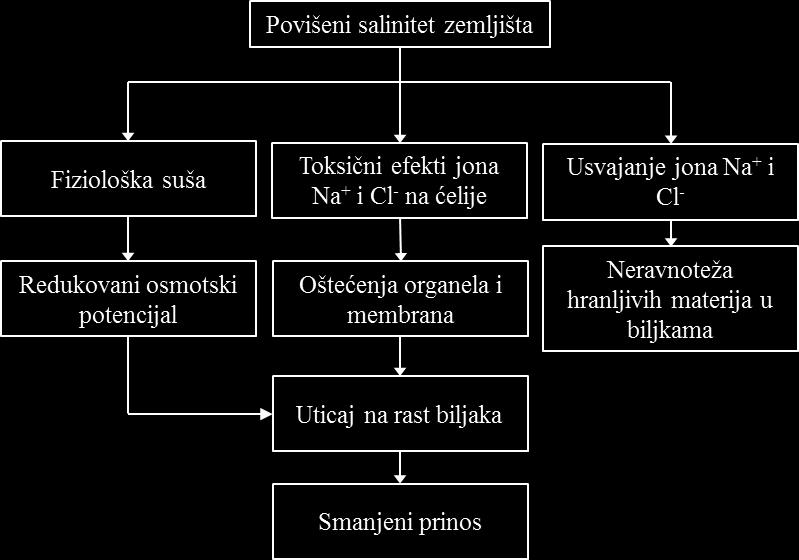 povećanom salinitetu dovodi do znaĉajnog opadanja sadrţaja hlorofila i karotenoida (Saha i sar., 2010; Chutipaijit i sar., 2011).