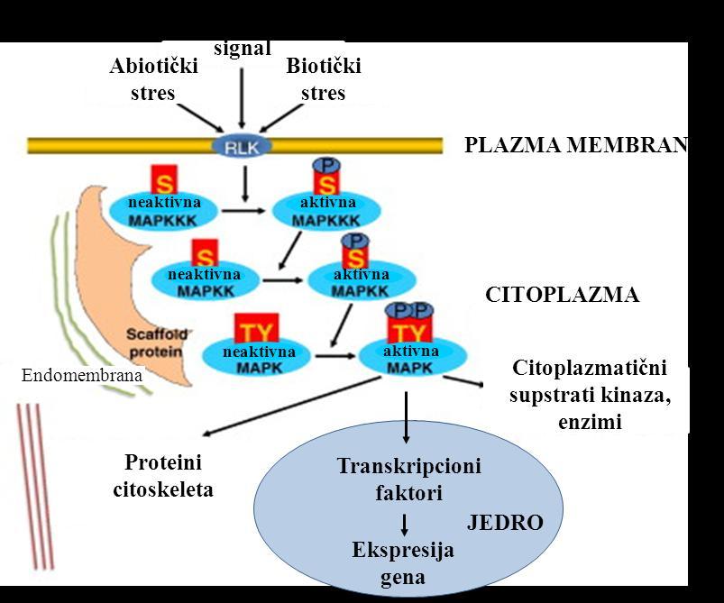 Slika 1.6. Model subćelijske organizacije mitogenom aktiviranih protein-kinaza (MAPK) i njihovih supstrata.