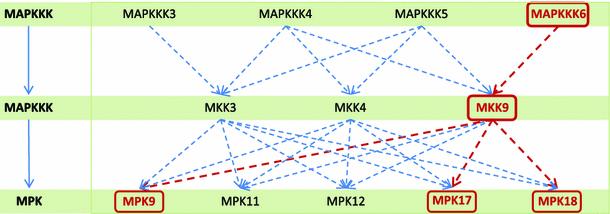 ćelijske odgovore u zavisnosti od stimulusa. Identifikovano je 48 potencijalnih supstrata MPK3 i 39 supstrata MPK6 kinaze Arabidopsis-a (Feilner i sar., 2005). Slika 1.7.