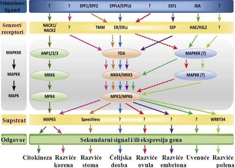 Slika 1.8. Šema funkcionisanja Arabidopsis mitogenom aktivirajućih protein-kinaza (MAPK) MPK3, MPK6 i MPK4 u razliĉitim procesima rasta i razvoja biljaka.