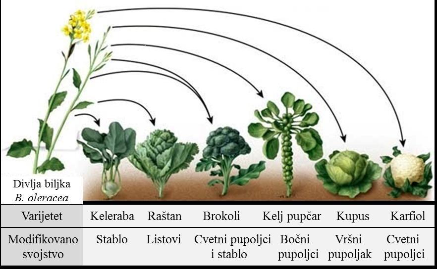 Slika 1.9. Diferencijacija razliĉitih varijeteta unutar vrste B. oleracea L. (Slika preuzeta sa sajta https://sites.google.com/site/selectivebreedingofplants/).