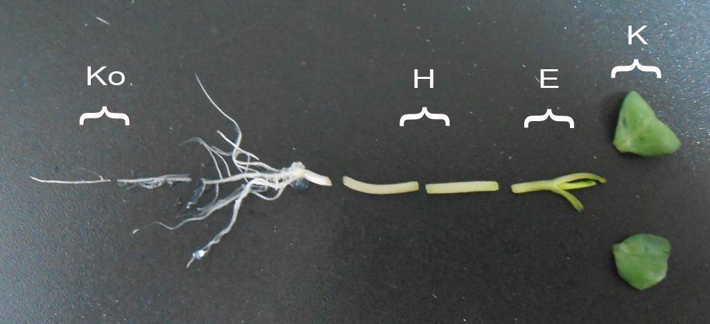 Slika 4.1. In vitro gajen klijanac karfiola: koren (Ko), hipokotil (H), kotiledon (K) i epikotil (E). Kao eksplantati su korišćeni koren (Ko), hipokotil (H) i kotiledon (K).