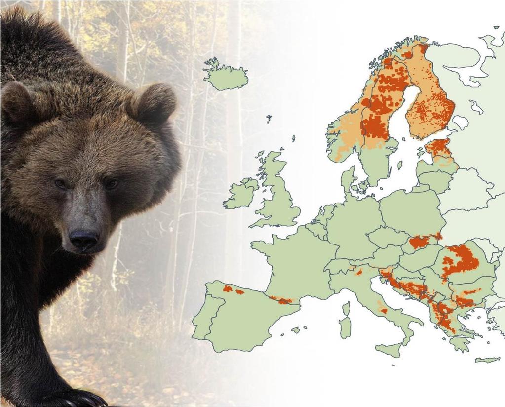 su stabilna populacija i predstavljaju posljednji mogući spas za medvjede u zapadnoj Europi (Huber i sur. 2008). Na slici 1. vidljiva je rasprostranjenost medvjeda u Europi. Slika 1.