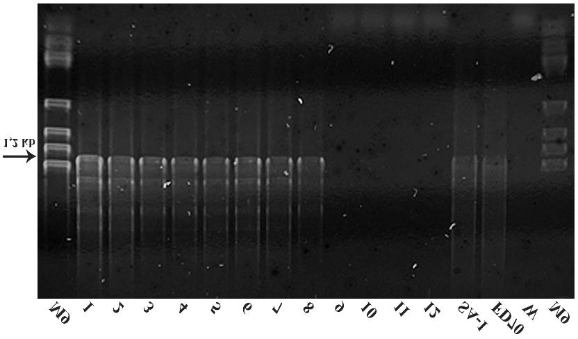 Slika 9. Prikaz rezultata elektroforeze produkata ugniježđenog PCR-a u 1% agaroznom gelu za uzorke 1-12.
