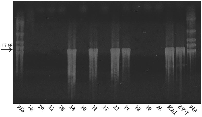 Slika 11. Rezultati elektroforeze PCR produkata uzoraka 25-36. Fragment veličine 1,2 kb umnožila sam parovima početnica P1/P7 i F2/R2.