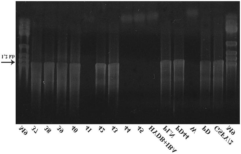 Slika 12. Rezultati elektroforeze produkata ugniježđenog PCR-a uzoraka 37-45 i standarda HYDB, PLN i PD44.