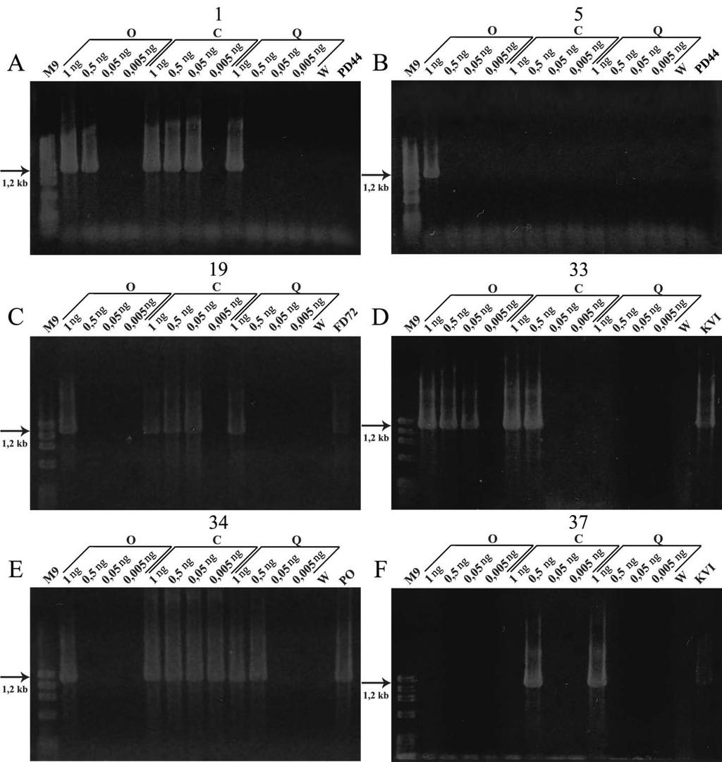 Slika 14. Rezultati elektroforeze produkata ugniježđenog PCR-a za uzorke 1, 5, 19, 33, 34 i 37. Fragment veličine 1,2 kb umnožila sam parovima početnica P1/P7 i F2/R2.