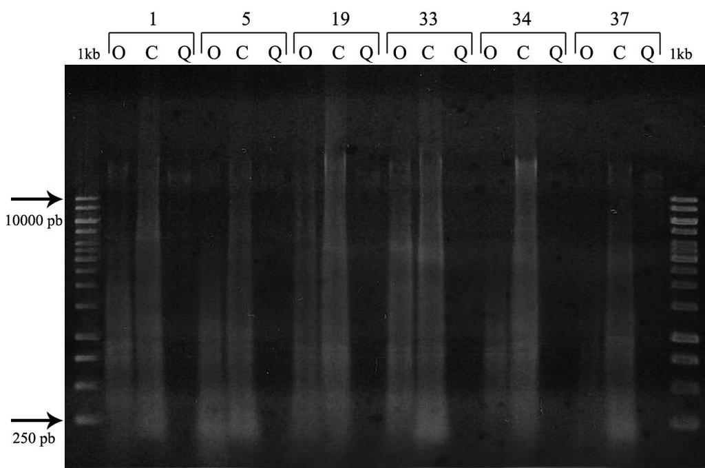 Slika 17. Elektroforeza genomske DNA vinove loze uzoraka 1, 5, 19, 33, 34 i 37.