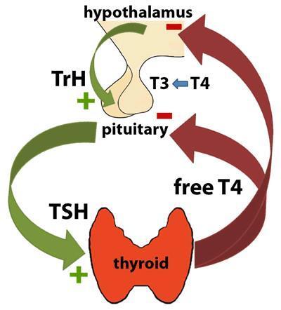 Slika 2. Regulacija lučenja hormona (Izvor: http://www.labmedic.org/bs/strucni-radovi/566-tireo-stimulirajui-hormon) 2.2.2 SINTEZA I SEKRECIJA HORMONA ŠTITNJAČE Hormoni štitnjače su jedine ionizirane organske komponente u tijelu sa dva glavna sekretorna produkta, tiroksin (T4) i 3,5,3 trijodtironin (T3).