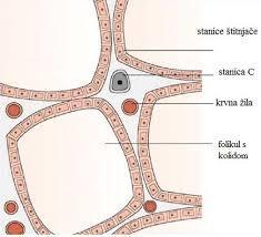 Slika 1. Građa štitne žlijezde (Izvor: http://www.svevesti.com/a92005-%c5%a1titnja%c4%8da-uloga-i poreme%c4%87aji ) Vaskularizaciju štitne žlijezde vrše grane a. carotis communis. Glavna grana je a.