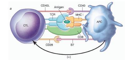 Uvod CD8+ T stanice imaju važnu ulogu u stvaranju imunološkoga odgovora koji nastaje djelovanjem intracelularnih patogena i tumora.