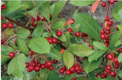 Slika 10. Crvena aronija (A. arbutifolia) Slika 11. Crna aronija (A.melanocarpa) Bobice imaju opor ukus zbog visokog sadrţaja kondenzovanih tanina.