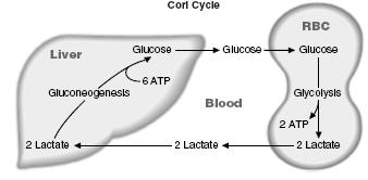 Sudbina laktata Laktat oslobođen u glikolizi, prihvataju ćelije drugih tkiva (jetra, srčani i skeletni mišić), gdje se oksiduje ponovo u
