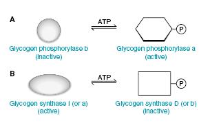 Enzimi koji regulišu metabolizam glikogena Aktivnost ključnih enzima sinteze i razgradnje glikogena je recipročno regulisana, kovalentnom modifikacijom (fosforilacija/defosforilacija) i alosteričkim
