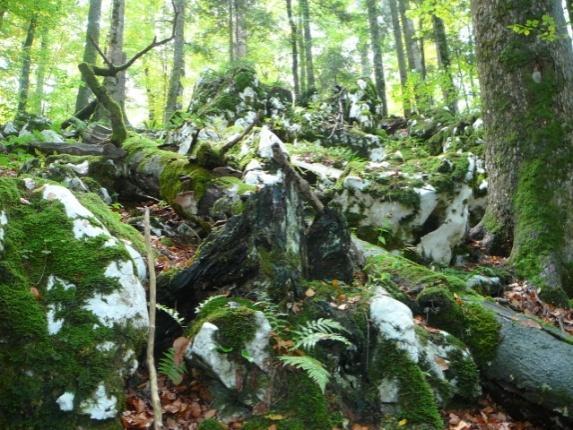 Prpić i suradnici također naglašavaju da je u Hrvatskoj gospodarenje sa šumama razvijeno na temelju prirodnih zakonitosti i prirodnih procesa koji se odvijaju u prašumama.