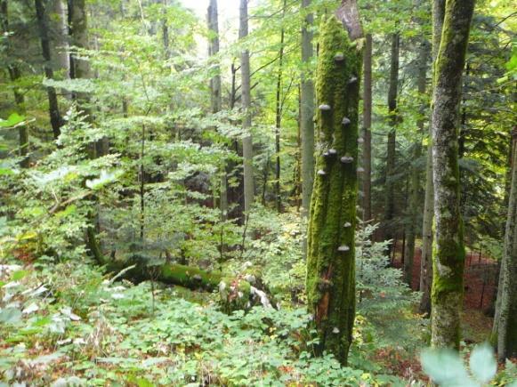 Slika 19 Prema Prpiću i suradnicima sa šumama se treba pravilno gospodariti po prirodnim principima, koji osiguravaju trajnu stabilnost šumskih ekosustava.
