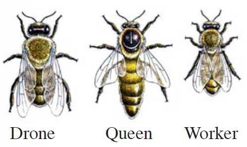 4.2. PODJELA RADA U pčelinjoj koloniji postoje tri vrste članova: kraljica, radilice i trutovi. Svaki od njih ima posebnu zadaću u pčelinjem društvu (sl. 4).
